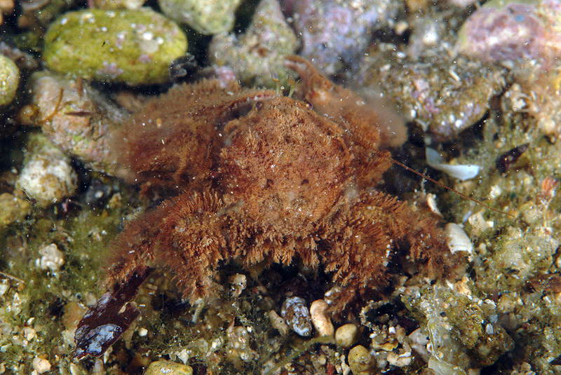 Porcellana platycheles